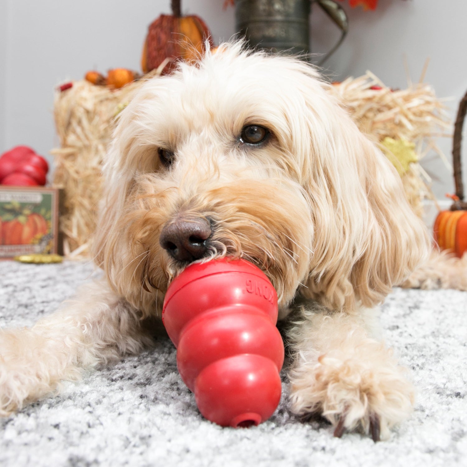 ® Classic Stuffable Dog Chew Toy, Medium